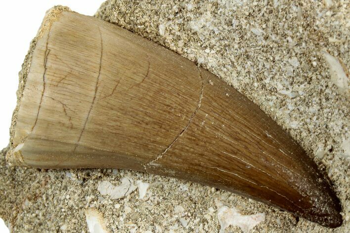 Beautiful Fossil Mosasaur Tooth in Rock - Morocco #311872